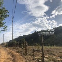 Bán 4.2 Mẫu Đất Phú Xuân, Huyện Tân Phú Giá Rẻ Nhất Có Vườn Trái Cây