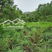 Cần Bán 1,9Ha Đất Rừng Sản Xuất Tại Tân Vinh, Lương Sơn, Hòa Bình