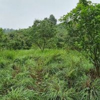 Cần Bán 1,9Ha Đất Rừng Sản Xuất Tại Tân Vinh, Lương Sơn, Hòa Bình