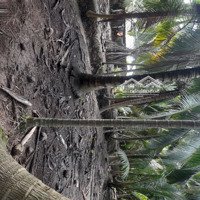 Bán 2 Công Đất Vườn Dừa Đang Cho Trái