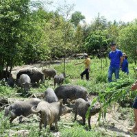 Cho Thuê 1500M Làm Trang Trại Lợn