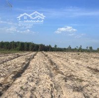 Thanh Lý 1000M2 Thôn Phước Tiến - Xã Tân Phước - Thị Xã Lagi