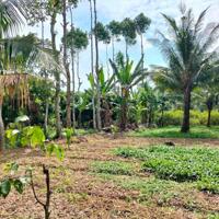 Bán vườn nhãn đang thu hoạch, tại cồn xã Long Thuận huyện Hồng Ngự tỉnh Đồng Tháp, gần bến đò số 5