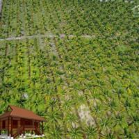 Bán lô đất vườn hơn 1 xào giá 500 triệu SHR ,Gần Thị trấn Thạnh Hóa , Long An , có trồng Mai và Dừa