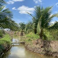 Bán lô đất vườn hơn 1 xào giá 500 triệu SHR ,Gần Thị trấn Thạnh Hóa , Long An , có trồng Mai và Dừa