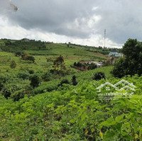 Bán Nhà Vườn 2339M2, Thế Đất Dương, Veiw Thoáng Đẹp. Gần Trung Tâm Tp. Bảo Lộc