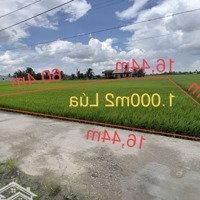 1.000M2 Đất Lúa - 1,2Tỷ Đường Bêtông 3,5M Ôtô 7Chỗ. Cách Nhựa Huỳnh Văn Đảnh 180M - Shr