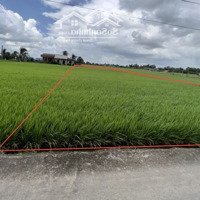 1.000M2 Đất Lúa - 1,2Tỷ Đường Bêtông 3,5M Ôtô 7Chỗ. Cách Nhựa Huỳnh Văn Đảnh 180M - Shr