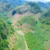 Cần Bán 5Ha Đất Hnk Tại Phiêng Luông, Mộc Châu, Sơn La