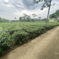 Cắt Lỗ Sâu Lô Đất Tại Tân Sơn Phú Thọ 3000M2 Mà Giá Chỉ Gần 600 Triệu