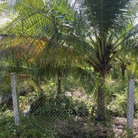 Cần Bán Gấp Đất Mặt Tiền Đường Nhựa Đất Có Vườn Dừa Xiêm