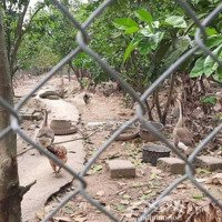 Bán Nhà Vườn Trang Trại Kết Hợp Du Lịch Sinh Thái