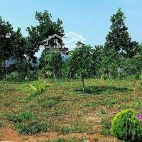 Kẹt Tiền Cần Bán Gấp 3 Sào Vườn Cây Trái Bơ 034, Mít Thái Đang Thu Ở Lộc Nga, Tp Bảo Lộc