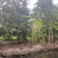 Cần bán đất tại xã Quới Thành đang trồng cây ăn trái có 300m thổ cư
