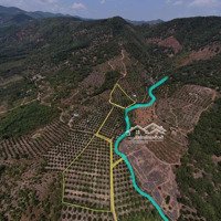 Bán Đất Ngộp Dakai Bình Thuận, Có 600 Góc Sầu Riêng 5 Năm Tuổi
