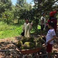 Bán Đất Ngộp Dakai Bình Thuận, Có 600 Góc Sầu Riêng 5 Năm Tuổi