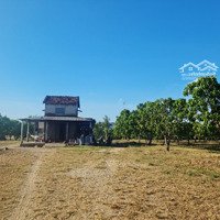 Bán Trang Trại Xoài Úc Tại Ninh Thuận