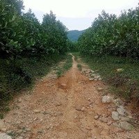 Bán Đất Rừng Sx Views Suối Bám Suối Tiên Phước Quảng Nam