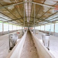 Trang Trại Heo Xã Hưng Lộc , Huyện Thống Nhất 9510M2 Có Giấy Phép Kinh Doanh ,Cách Quốc Lộ 1A 5Km