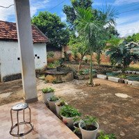 Bán Nhà Vườn Sinh Thái Farmstay Cây Ăn Trái Đẹp Hiếm