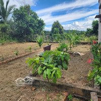 Bán Nhà Vườn Sinh Thái Farmstay Cây Ăn Trái Đẹp Hiếm