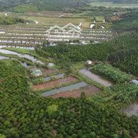 Sở Hữu Ngay Lô Đất Đẹp Giá Tốt Tại Xã Quảng Tân, Huyện Tuy Đức, Đắk Nông