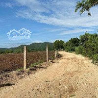 Đất Vườn Giá Rẻ Tại Ninh Thuận Chỉ Với 140 Triệu/Sào