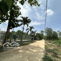 Vườn Xoài Vuông Vức (29*39) Sẵn 100M Thổ Cư Sau Ubnd Xã La Ngà Cách Ql20 900M
