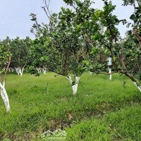 Cần Bán 2.1 Hecta Đất Cây Hàng Năm Tại Thị Trấn Cù Lao Dung Giá 15 Tỷ