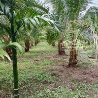 Bán Đất Vườn Dừa 1800M2