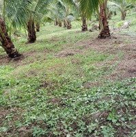 Bán Đất Vườn Dừa 1800M2