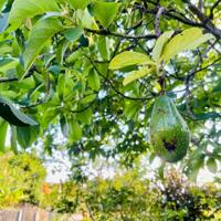 Bán ĐẤT BIỆT THỰ tặng vườn cây ăn trái sát Hương Lộ 39 xã Suối Tiên, dân cư xung quanh đông đúc, gần chợ,