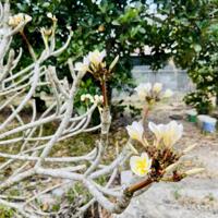 Bán ĐẤT BIỆT THỰ tặng vườn cây ăn trái sát Hương Lộ 39 xã Suối Tiên, dân cư xung quanh đông đúc, gần chợ,