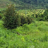 Cần Bán Gấp 3Ha Đất Vườn Sầu Riêng 3 Năm Tuổi Tại Lâm Đồng