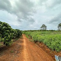 Tân Châu Di Linh Sát Ql28. Diện Tích 1000M2, Giá Bán 449 Triệu, Đường Ô Tô, Sổ Riêng.