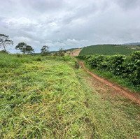 Tân Châu Di Linh Sát Ql28. Diện Tích 1000M2, Giá Bán 449 Triệu, Đường Ô Tô, Sổ Riêng.