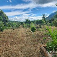 Bán Nhà Vườn Cây Ăn Trái Làm Farmstay Nghỉ Dưỡng Ở Huyện Đắk Đoa Gia Lai