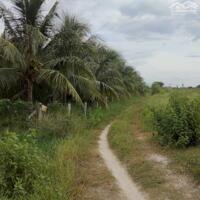 Bán đất 6000m2 phường Cam Nghĩa- Cam Ranh tặng vườn dừa, chủ ngộp thở ngân hàng, cần phao cứu sinh
