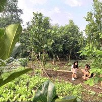 Nhà Cần Bán Miếng Đất Cho Ai Thích Xây Nhà Vườn Tại Mỏ Công, Tân Biên Hơn 1000M2