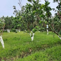 Cần Bán 2Hecta Đất Cây Hàng Năm Tại Cù Lao Dung - Sóc Trăng Giá Bán 15 Tỷ