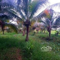 Vườn Dừa 2,5 Công Ngang 16M Xã An Ngãi Trung