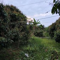 Cần Bán 2 Công Đất Vườn (Tcln) Xã An Phú Thuận