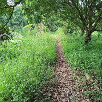 Cần Bán 2 Công Đất Vườn (Tcln) Xã An Phú Thuận