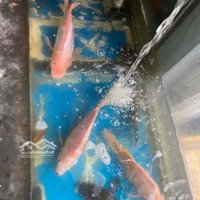 Sang Lại Cửa Hàng Rau,Củ,Quả,Cá Gần Chung Cư Ecogreen Quận 7