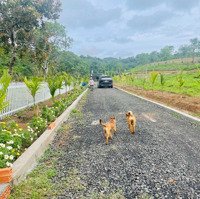 Farm Nông Trại Eakao Giá Rẻ Bất Ngờ Đẹp Như Tranh Thủy Mặc Tại Bmt