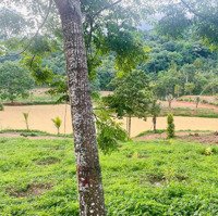 Farm Nông Trại Eakao Giá Rẻ Bất Ngờ Đẹp Như Tranh Thủy Mặc Tại Bmt
