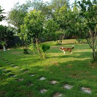 Bán 1700M2 Nhà Vườn Hoàn Thiện Tại Xã Cư Yên, Lương Sơn. Liên Hệ: 0988168636