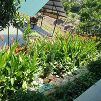 Bán Nhà Vườn Đẹp 2,4Ha Có Vườn Ao Chuồng Đầy Đủ Trên Hòa Ninh