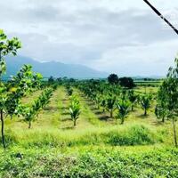 Sang nhượng 20ha đất phù hợp làm farm nằm giữa nha trang và bắc vân phong