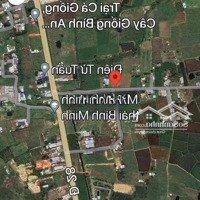 Cần Bán 1.597.3M2 Cây Lâu Năm Đất Đẹp - Hàm Chính - Hàm Thuận Bắc - Bt